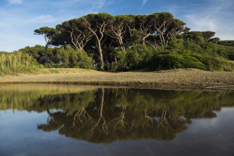 Beach and old pine trees