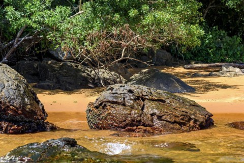 Meeting between the rain forest and the crystal-clear sea at Ilha Grande on the green coast of Rio de Janeiro