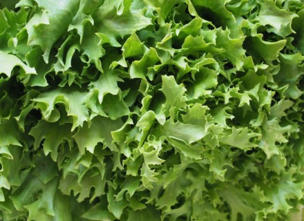Curly endive