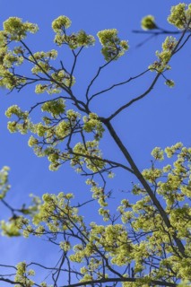 Flowering Norway maple