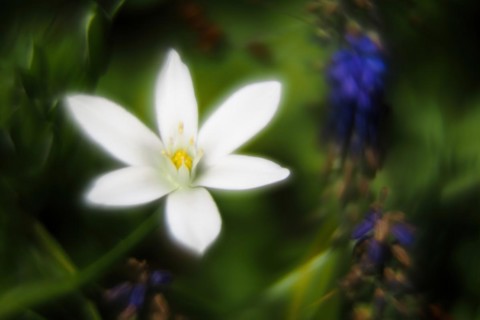 Star-of-bethlehem