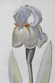 Irises