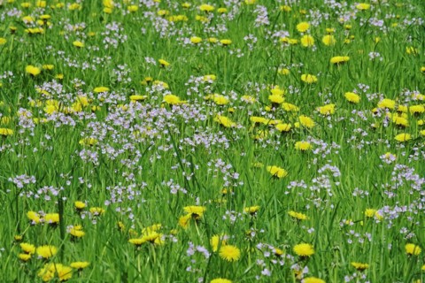 Meadow in spring with dandelion and meadowfoam