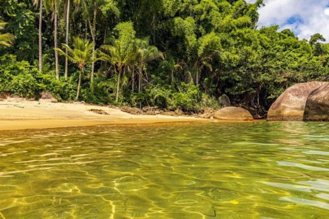 Encounter between preserved tropical forest
