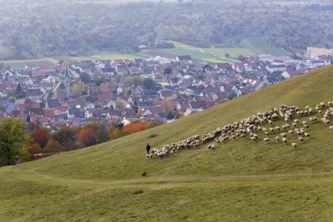 Albtrauf