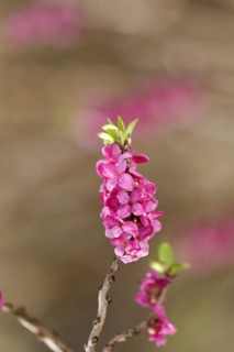 Daphne