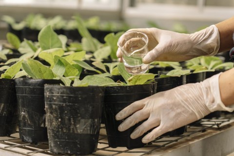 Close-up of a researcher's gloved hands watering plants of