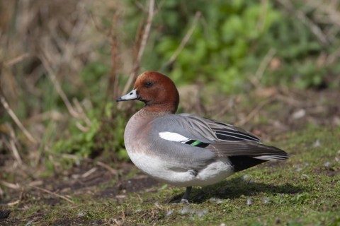 Eurasian wigeon