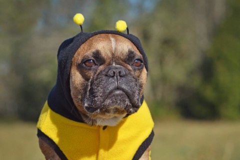 Portrait of a sulking French Bulldog dog dressed up in hoodie with antlers resembling a bee Halloween costume