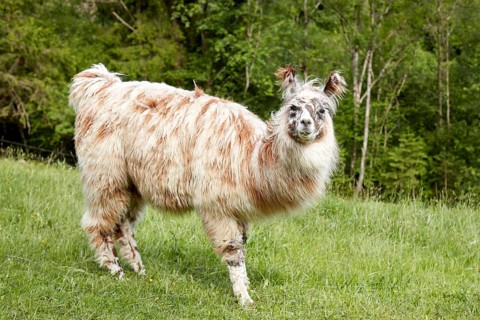 Llama