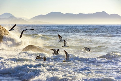 Seagull flying at dawn over the sea and the rocks of Ipanema in Rio de Janeiro