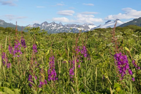 Fireweed