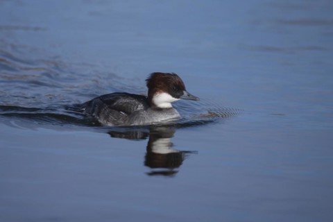 Smew