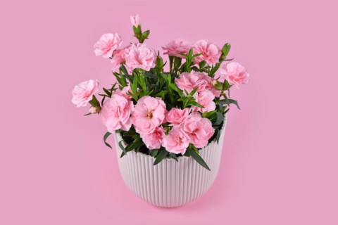Beautiful pink