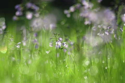 Meadowfoam in spring
