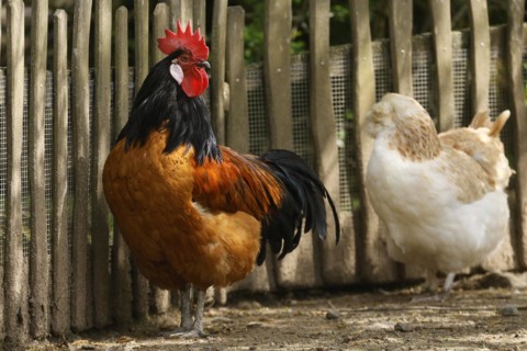 Vorwerk chicken