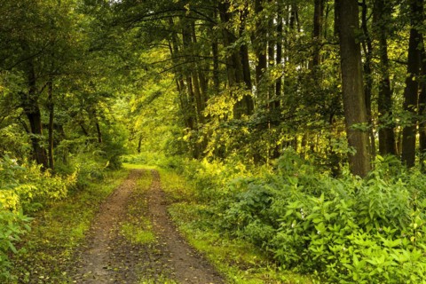 A forest path in the Roetelseeweiher bird sanctuary at golden hour