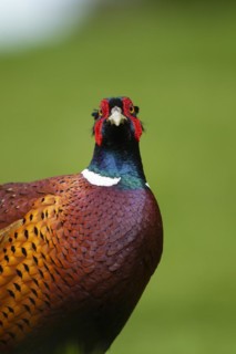 Common pheasant