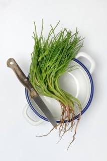 Monk's beard with knife on pot