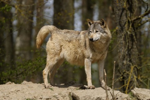 Algonquin wolf