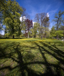 Shade of trees in a meadow in the spa gardens of Bad Homburg vor der Hoehe