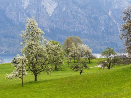 Meadow with blossoming fruit trees
