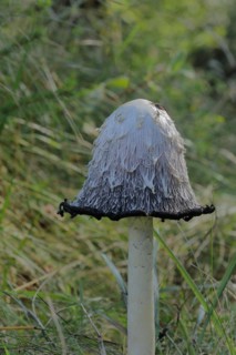 Shaggy ink cap