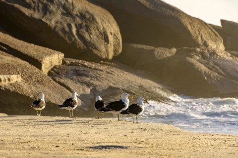 Seagulls resting on the sand at Devil beach in Ipanema in Rio de Janeiro
