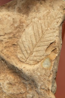 Leaf print fossilised in clay