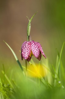 Snake's head fritillary
