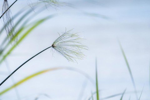 (Cyperus papyrus) single branch above the water surface in the channels of the Kwando River.
