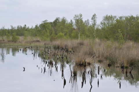 Moorland