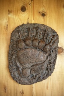 Plaster cast of a bear paw