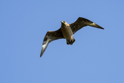 Great skua