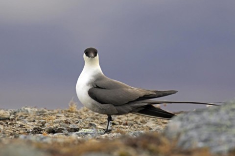 Ringed long-tailed skua
