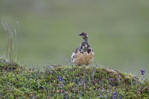 Icelandic rock ptarmigan