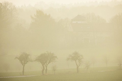 Trees stand out on a country road in the fog in Koenigshain