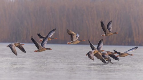 Greylag Goose