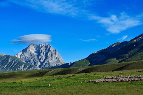 Herds of horses