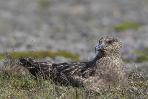 Great skua