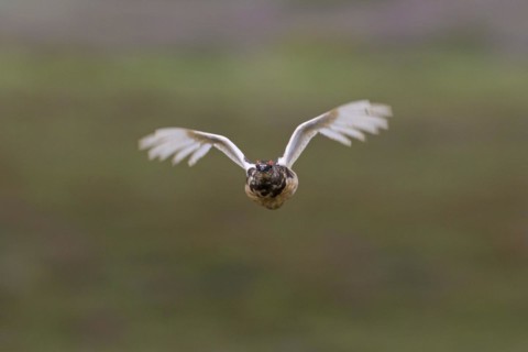 Icelandic rock ptarmigan