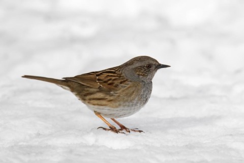 Dunnock