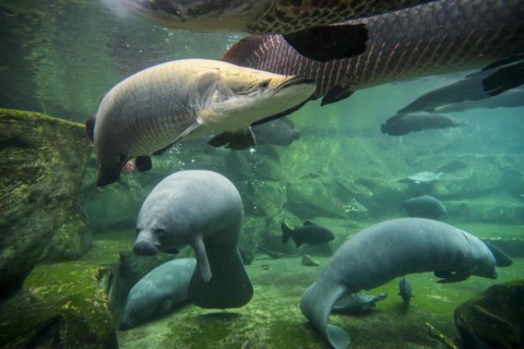 West Indian manatees