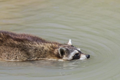 Common raccoon