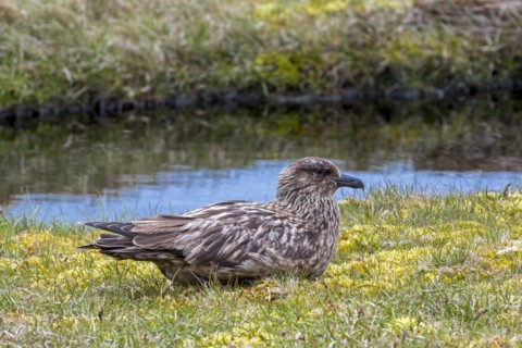 Great skua