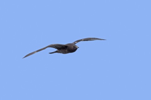 Immature Arctic skua
