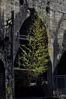 Birch as industrial pioneer