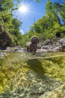Underwater photo of a mountain stream in the Limestone Alps National Park with domestic dog Lagotto Romagnolo