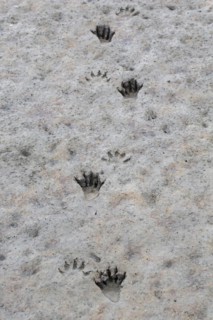 North American raccoon