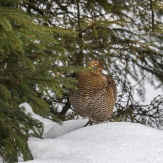 Black grouse